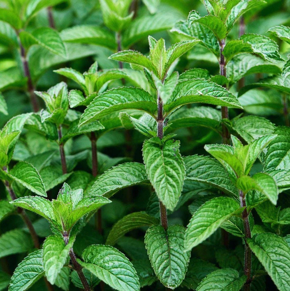 Mojito Mint Live Plants (3-Pack) - Authentic Mentha x villosa Cuban Herb 5-9 inches - Image 1