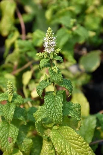 Mojito Mint Live Plants (3-Pack) - Authentic Mentha x villosa Cuban Herb 5-9 inches - Image 3