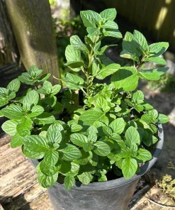Mojito Mint Live Plants (3-Pack) - Authentic Mentha x villosa Cuban Herb 5-9 inches - Image 4