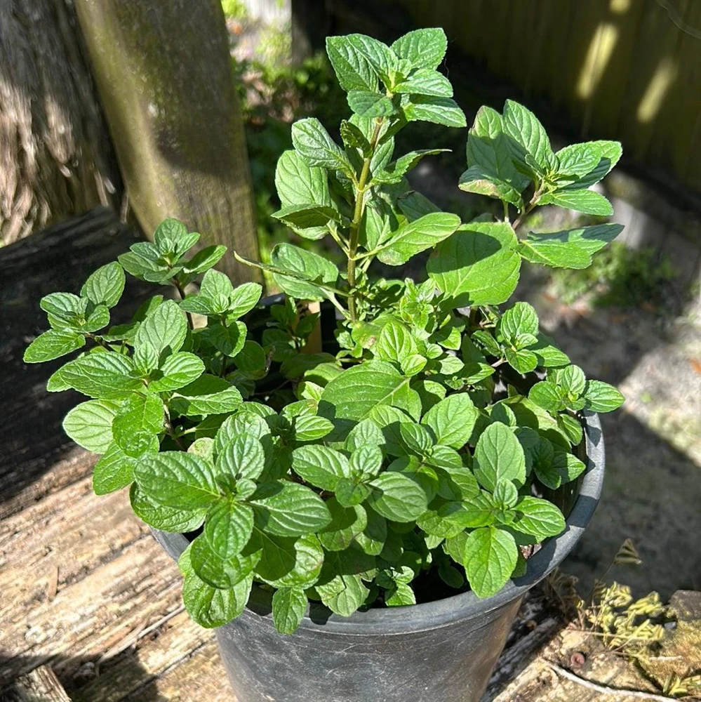 Mojito Mint Live Plants (3-Pack) - Authentic Mentha x villosa Cuban Herb 5-9 inches - Image 4
