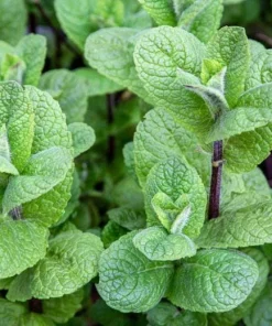 Mojito Mint Live Plants (3-Pack) - Authentic Mentha x villosa Cuban Herb 5-9 inches - Image 5