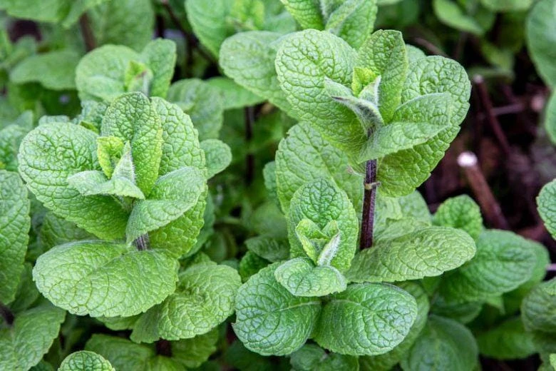 Mojito Mint Live Plants (3-Pack) - Authentic Mentha x villosa Cuban Herb 5-9 inches - Image 5