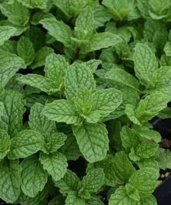 Mojito Mint Live Plants (3-Pack) - Authentic Mentha x villosa Cuban Herb 5-9 inches - Image 6