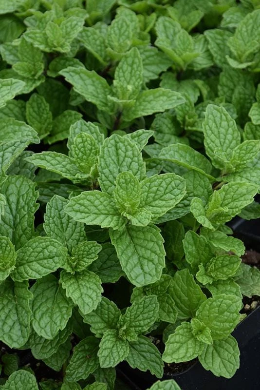 Mojito Mint Live Plants (3-Pack) - Authentic Mentha x villosa Cuban Herb 5-9 inches - Image 6