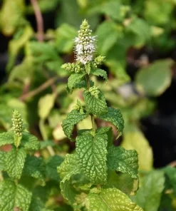 Mojito Mint Live Plants (3-Pack) - Authentic Mentha x villosa Cuban Herb 5-9 inches - Image 7