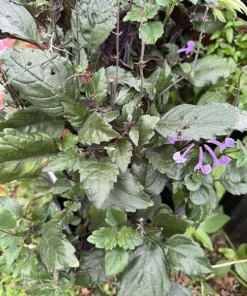 Mona Lavender Live Plant – Plectranthus coleoides – Indoor/Outdoor Perennial - Image 2
