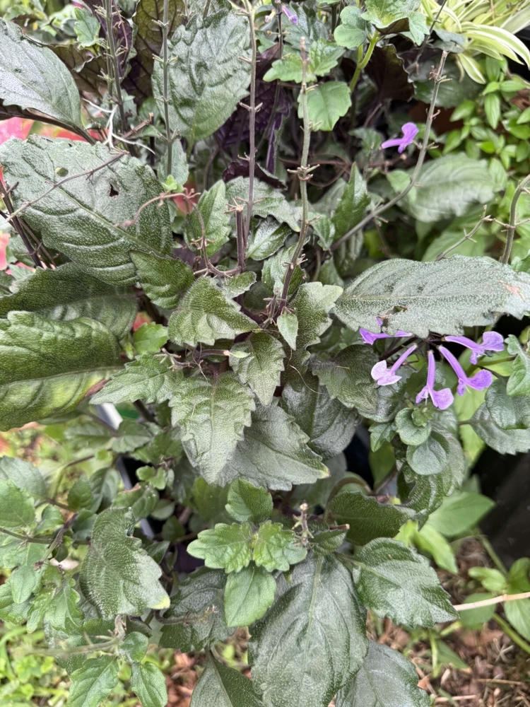Mona Lavender Live Plant – Plectranthus coleoides – Indoor/Outdoor Perennial - Image 2