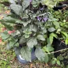 Mona Lavender Live Plant – Plectranthus coleoides – Indoor/Outdoor Perennial - Image 1