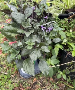 Mona Lavender Live Plant – Plectranthus coleoides – Indoor/Outdoor Perennial - Image 1