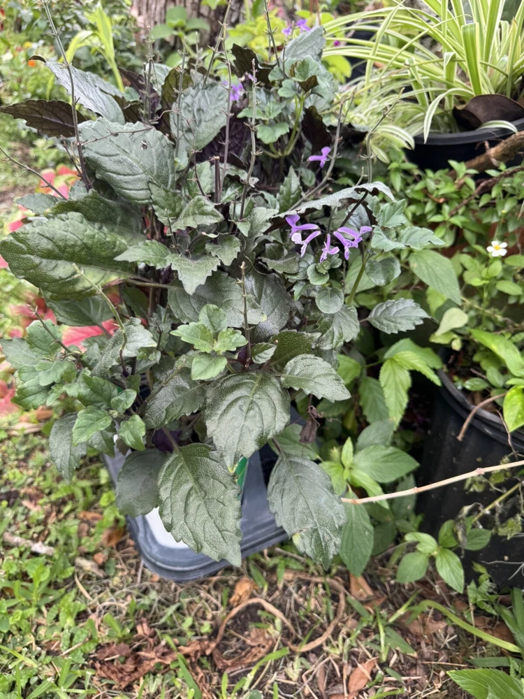 Mona Lavender Live Plant – Plectranthus coleoides – Indoor/Outdoor Perennial - Image 1