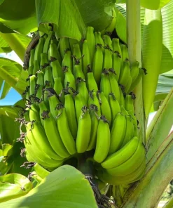 Mona Lisa Banana Plant Live for Planting - Sweet Tropical Fruit Tree, 4-6 Inches Tall - Image 2