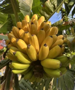 Mona Lisa Banana Plant Live for Planting - Sweet Tropical Fruit Tree, 4-6 Inches Tall - Image 3