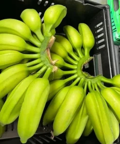 Mona Lisa Banana Plant Live for Planting - Sweet Tropical Fruit Tree, 4-6 Inches Tall - Image 4