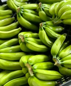 Mona Lisa Banana Plant Live for Planting - Sweet Tropical Fruit Tree, 4-6 Inches Tall - Image 5
