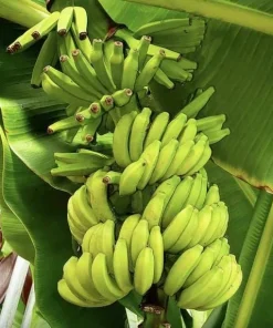 Mona Lisa Banana Plant Live for Planting - Sweet Tropical Fruit Tree, 4-6 Inches Tall - Image 6