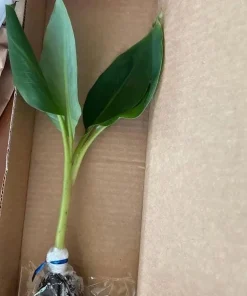 Mona Lisa Banana Plant Live for Planting - Sweet Tropical Fruit Tree, 4-6 Inches Tall - Image 7