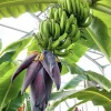 Mona Lisa Banana Plant Live for Planting - Sweet Tropical Fruit Tree, 4-6 Inches Tall - Image 1