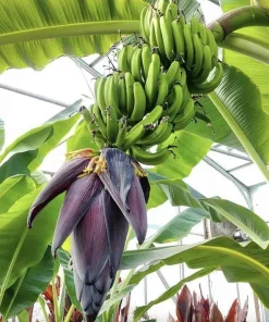 Mona Lisa Banana Plant Live for Planting - Sweet Tropical Fruit Tree, 4-6 Inches Tall - Image 1