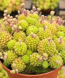 Monanthes Polyphylla Rare Miniature Succulent Live Plant in 3 inch pot - Image 2
