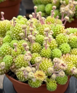 Monanthes Polyphylla Rare Miniature Succulent Live Plant in 3 inch pot - Image 3