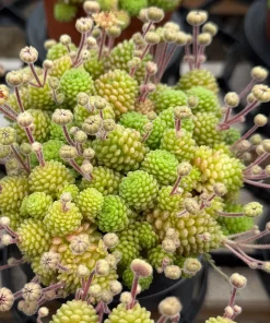 Monanthes Polyphylla Rare Miniature Succulent Live Plant in 3 inch pot - Image 4