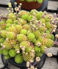 Monanthes Polyphylla Rare Miniature Succulent Live Plant in 3 inch pot - Image 5