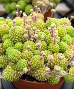 Monanthes Polyphylla Rare Miniature Succulent Live Plant in 3 inch pot - Image 6