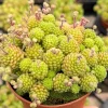 Monanthes Polyphylla Rare Miniature Succulent Live Plant in 3 inch pot - Image 1