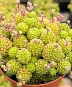 Monanthes Polyphylla Rare Miniature Succulent Live Plant in 3 inch pot - Image 1