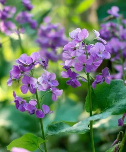 Money Plant Seeds – 50 Lunaria Biennis Silver Dollar Seeds – Biennial Flower - Image 2