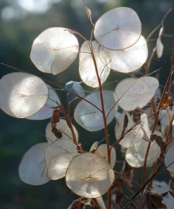 Money Plant Seeds – 50 Lunaria Biennis Silver Dollar Seeds – Biennial Flower - Image 3