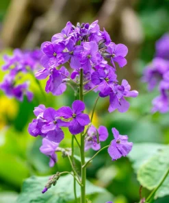 Money Plant Seeds – 50 Lunaria Biennis Silver Dollar Seeds – Biennial Flower - Image 5