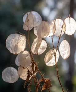 Money Plant Seeds – 50 Lunaria Biennis Silver Dollar Seeds – Biennial Flower - Image 6