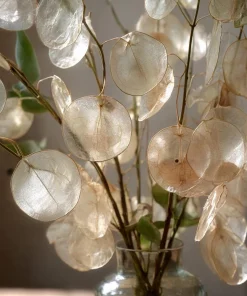 Money Plant Seeds – 50 Lunaria Biennis Silver Dollar Seeds – Biennial Flower - Image 1