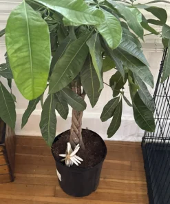 Money Tree Live Plant Large - Potted Houseplant for Indoor Decor - Image 2