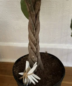 Money Tree Live Plant Large - Potted Houseplant for Indoor Decor - Image 3