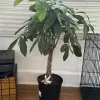 Money Tree Live Plant Large - Potted Houseplant for Indoor Decor - Image 1