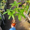 Money Tree Live Plant, Pachira Aquatica, 4in Pot, Indoor Houseplant - Image 1