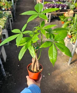 Money Tree Live Plant, Pachira Aquatica, 4in Pot, Indoor Houseplant - Image 1