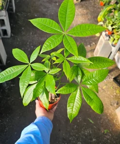Money Tree Live Plant, Pachira Aquatica, 4in Pot, Indoor Houseplant - Image 2