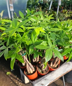 Money Tree Live Plant, Pachira Aquatica, 4in Pot, Indoor Houseplant - Image 3