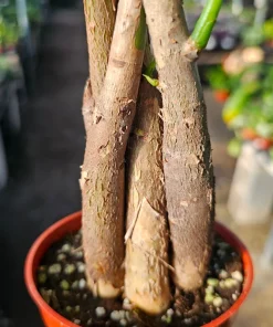 Money Tree Live Plant, Pachira Aquatica, 4in Pot, Indoor Houseplant - Image 4