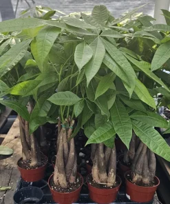 Money Tree Live Plant, Pachira Aquatica, 4in Pot, Indoor Houseplant - Image 5
