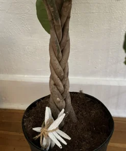 Money Tree Live Plant – Pachira Aquatica – Easy Care Indoor Houseplant - Image 3