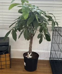 Money Tree Live Plant – Pachira Aquatica – Easy Care Indoor Houseplant - Image 1