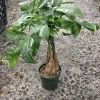 Money Tree Live Plant – Pachira Aquatica – Potted – Easy Care Indoor/Outdoor - Image 1