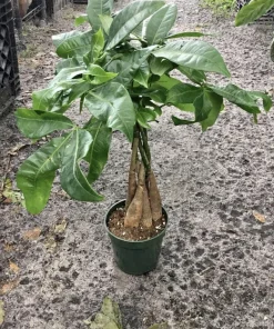 Money Tree Live Plant – Pachira Aquatica – Potted – Easy Care Indoor/Outdoor - Image 1