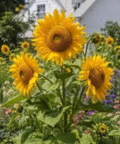Mongolian Sunflower Live Plant – Helianthus annuus – 3-5 Inches Tall – 4 Inch Pot – Outdoor Garden - Image 2