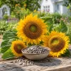 Mongolian Sunflower Live Plant – Helianthus annuus – 3-5 Inches Tall – 4 Inch Pot – Outdoor Garden - Image 1