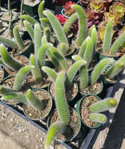 Monkey Tail Cactus Live Plant – 2in or 4in Pot – Unique Succulent - Image 10